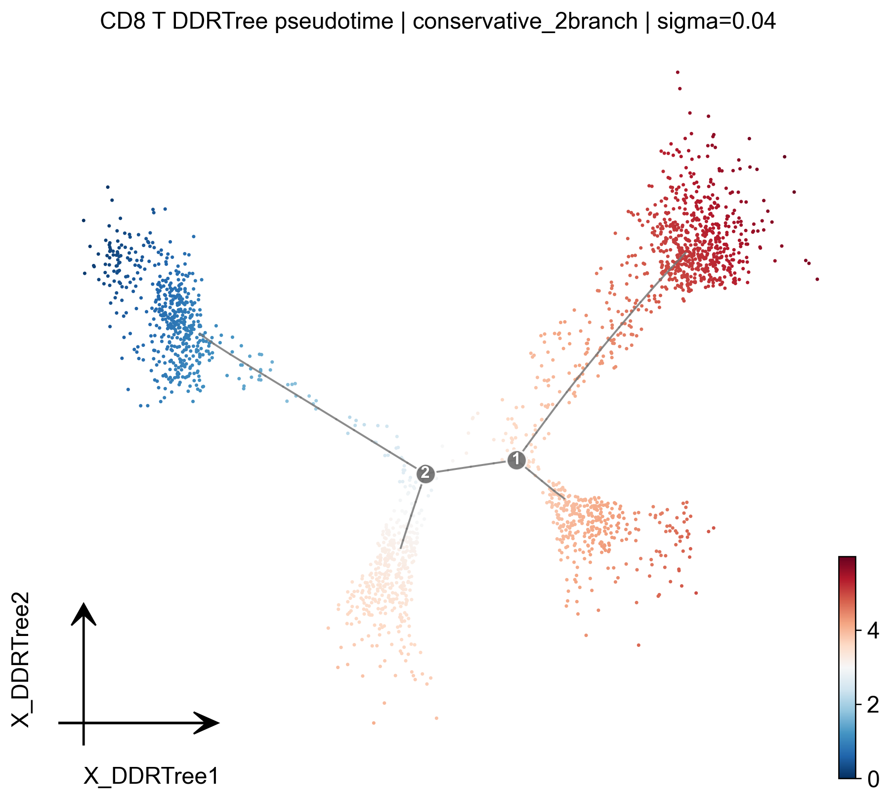 CD8T 保守双分支伪时间轨迹