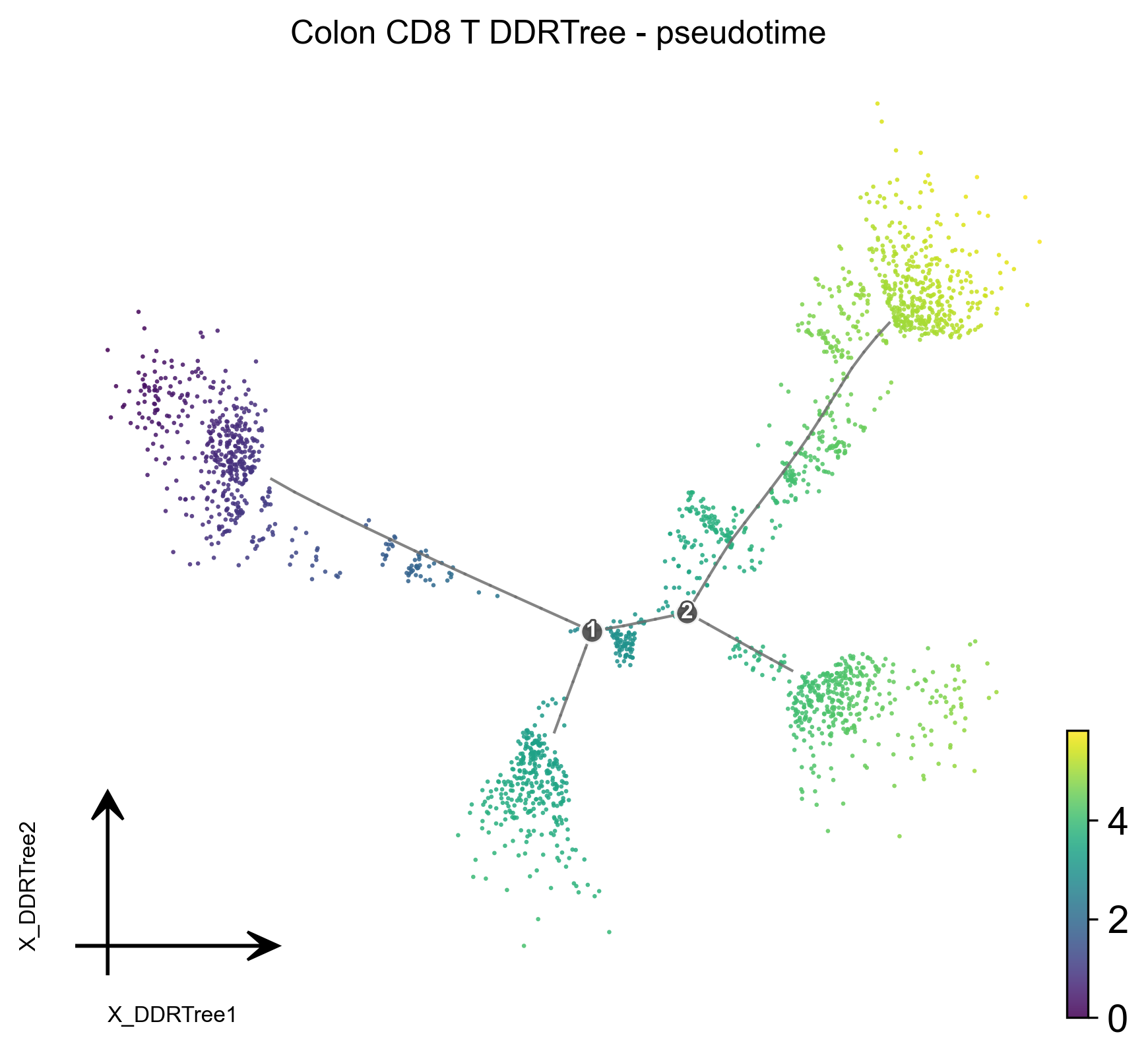 CD8T DDRTree 按伪时间着色