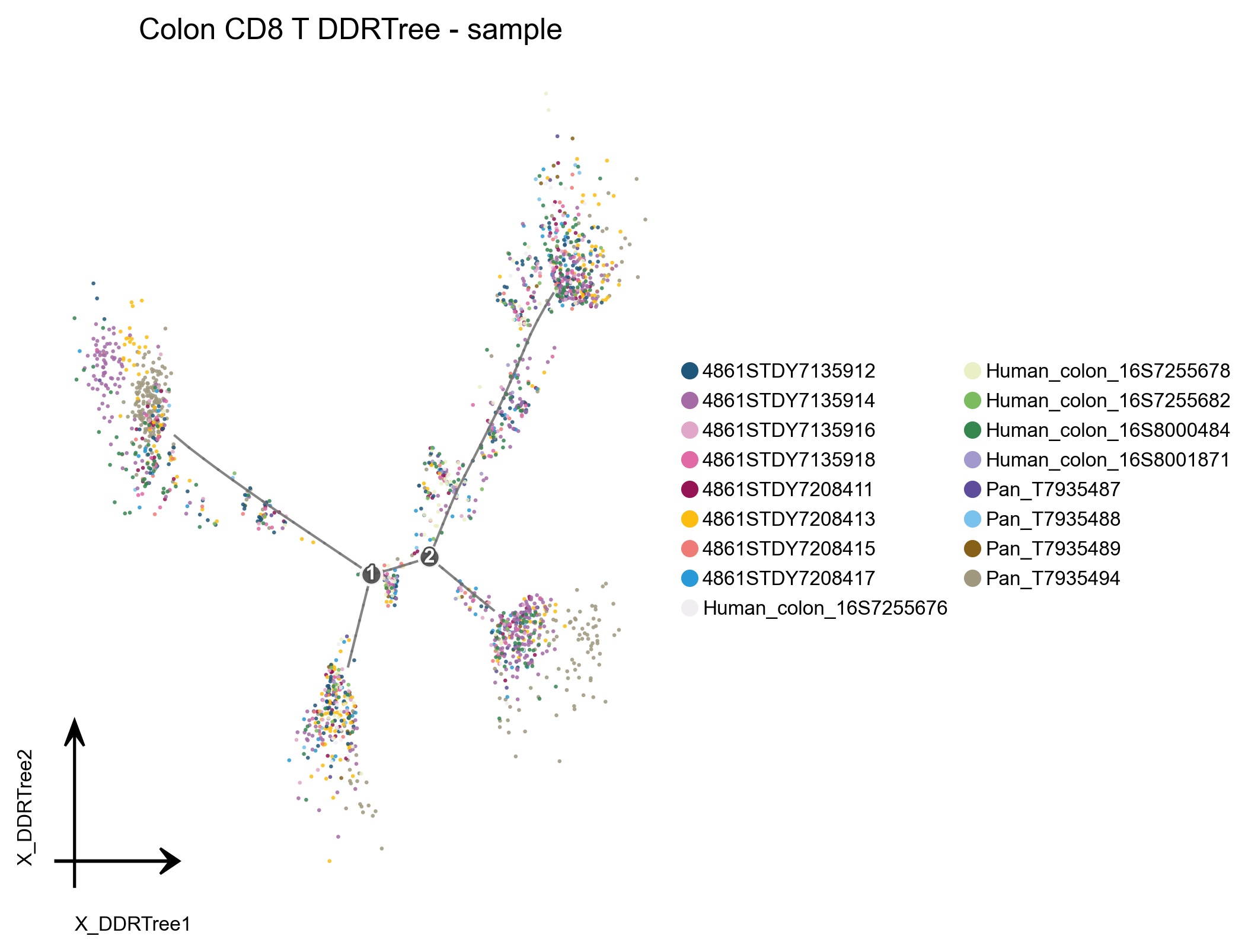 CD8T DDRTree 按样本着色