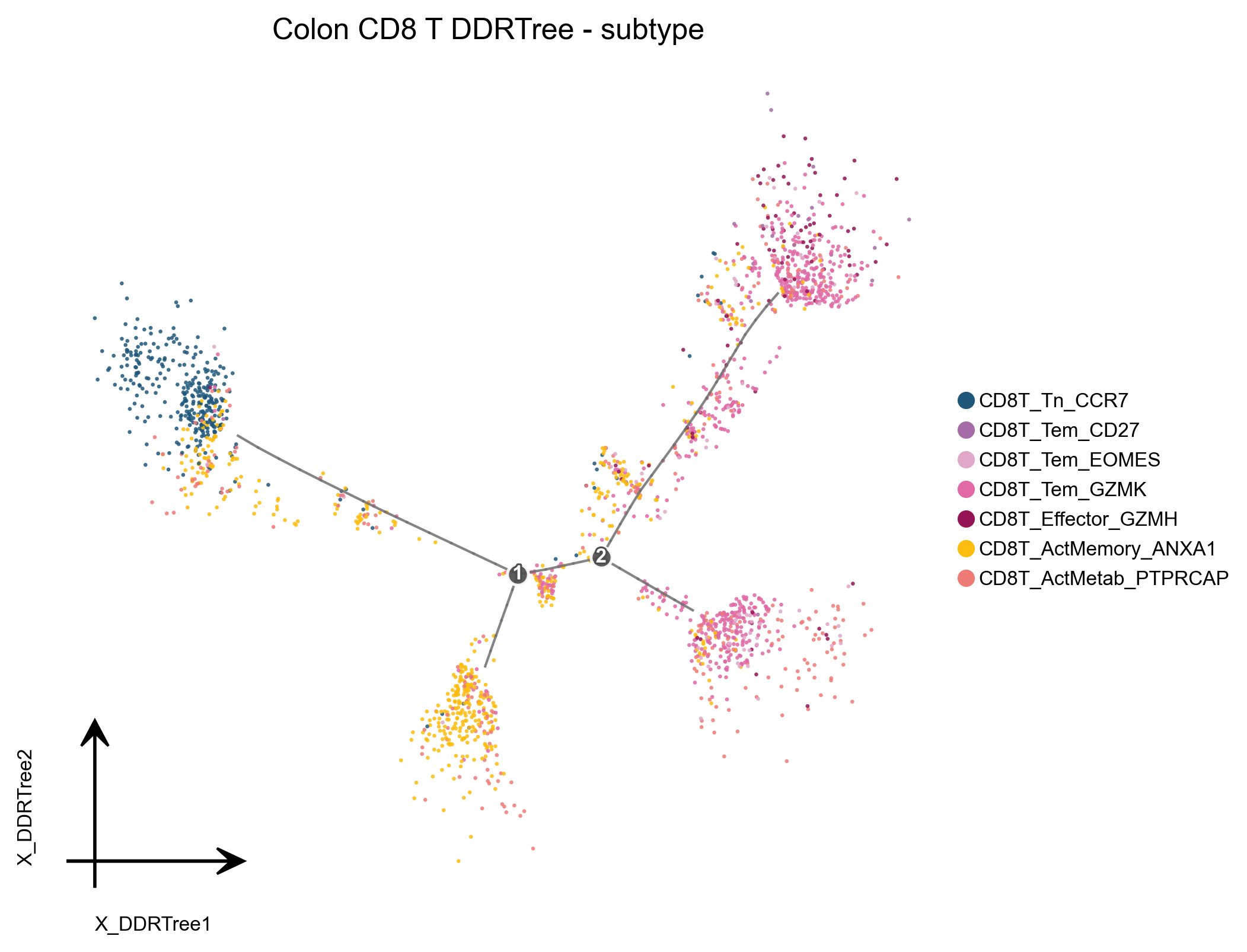 CD8T DDRTree 按亚类着色